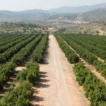 Plantar árboles: ¿cuántos caben en una hectárea?