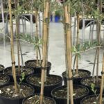 Plantar árboles en junio: ¡descubre las especies perfectas!