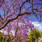 Plantar árboles en otoño: descubre cuáles especies son ideales