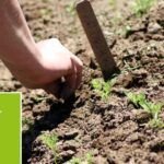 Plantar árboles frutales: guía práctica para el éxito en tu terreno