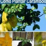 Plantar árboles frutales: la distancia perfecta para una cosecha abundante