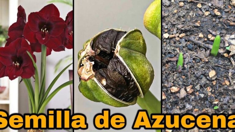 ¡Plantar azucenas en 4 pasos!