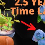 Mano sosteniendo una pequeña planta emergente en media baya junto a un racimo de bayas azules y texto promocional — Guía completa: Cómo plantar deliciosas boysenberries en tu jardín