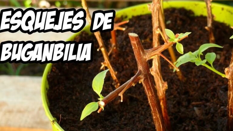 ¡Descubre cómo plantar buganvillas fácilmente en tu jardín!