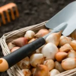 Plantar bulbos de amarilis en Argentina: ¡descubre el mejor momento!