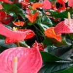 Plantar bulbos: el momento ideal para un jardín colorido