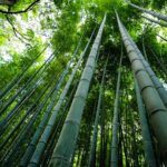 Plantar caña de bambú: fácil y sostenible