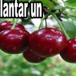 Cerezas rojas y brillantes colgando de una rama verde; ¡Descubre los secretos para plantar cerezos de forma fácil y exitosa!