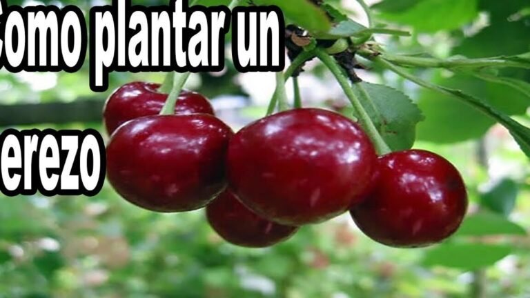 ¡Descubre los secretos para plantar cerezos de forma fácil y exitosa!