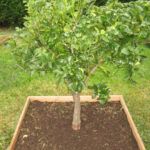 Plantar cerezos: de hueso a árbol frutal en casa