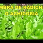 Plantar chicoria radicchio en casa