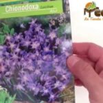 Manos sosteniendo un sobre de semillas con imagen de Chionodoxa azul y flores moradas; ¡Descubre cómo plantar Chionodoxas y llenar tu jardín de color!