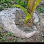 Plantar coco de supermercado: ¡Cultiva tu propia palmera!