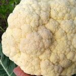Descubre cómo plantar coliflores fácilmente en tu huerto con esta coliflor blanca y compacta sostenida sobre hojas verdes y tierra.