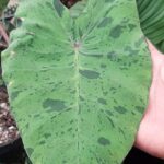 Descubre cómo plantar colocasias y dar vida a tu jardín con esta hoja grande en forma de corazón y moteada que muestra un patrón verde jaspeado.