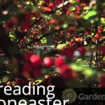 Ramas de cotoneaster con bayas rojas y hojas verdes iluminadas por el sol: ¡Descubre cómo plantar cotoneasters y darle vida a tu jardín fácilmente!