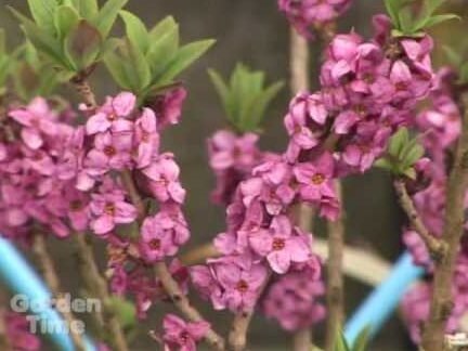 Guía completa para plantar Daphnes en tu jardín. ¡Aprende cómo hacerlo!
