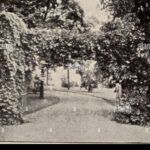 Plantar dos cerezos juntos: la clave para una cosecha abundante