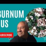Descubre el secreto para plantar durillos con éxito en tu jardín en una imagen que muestra flores blancas y rosadas de Viburnum tinus, un presentador sonriente y un llamativo botón de suscripción.