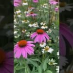 Descubre el secreto para plantar echinaceas con éxito en tu jardín