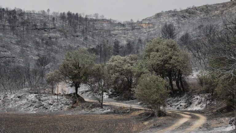 plantar en enero en cataluna la guia esencial