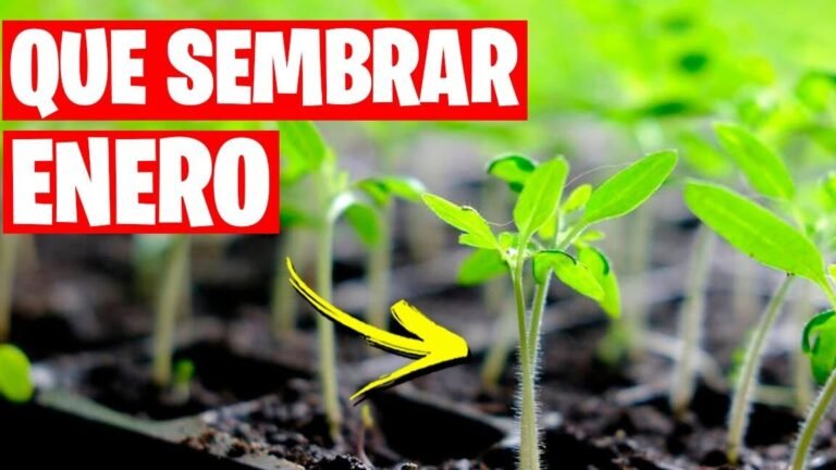 Descubre qué se puede plantar en la huerta en enero: guía completa para cultivar en el primer mes del año