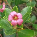 Primer plano de una flor rosada de Escallonia con hojas verdes dentadas y bordes amarillentos; ¡Descubre cómo plantar Escallonias y crear un jardín espectacular en casa!
