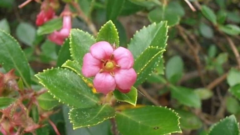 ¡Descubre cómo plantar Escallonias y crear un jardín espectacular en casa!