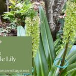 Descubre cómo plantar Eucomis paso a paso en tu jardín mostrando un Eucomis (lirio piña) con hojas largas y espigas florales verdes en un borde sombreado del jardín.