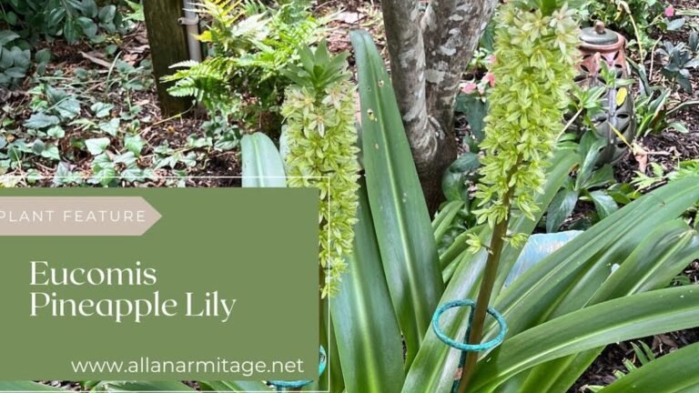 Descubre cómo plantar Eucomis paso a paso en tu jardín