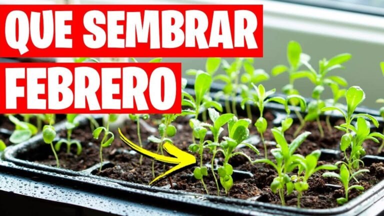 Descubre qué se puede plantar en febrero para tener un jardín lleno de flores