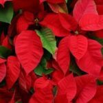 Plantar Flor de Pascua: Consejos y Trucos