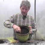 Descubre cómo plantar freesias y crear un jardín colorido mientras se colocan bulbos y tierra en una maceta dentro de un invernadero