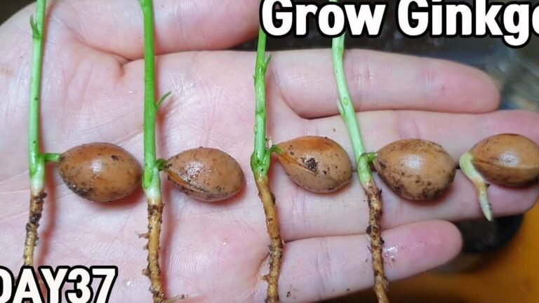 Guía completa: Cómo plantar ginkgos sin morir en el intento
