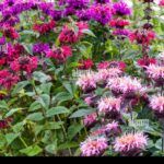 Plantar gladiolos: el secreto para un jardín lleno de color