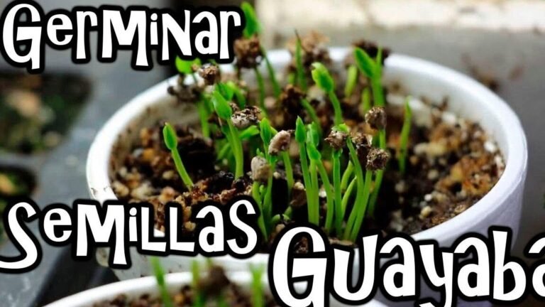 Descubre cómo plantar guayabos y disfrutar de sus deliciosos frutos. ¡Sigue estos pasos!  ‍