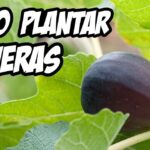 Guía completa: aprende a plantar higueras con éxito observando una higuera con fruto maduro entre hojas verdes.