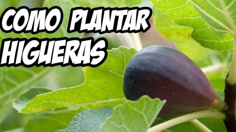 Guía completa: aprende a plantar higueras con éxito