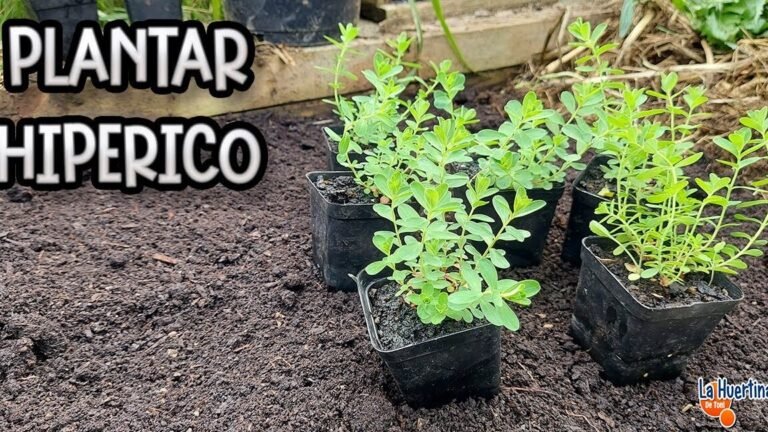 ¡Descubre los secretos para plantar hipéricos con éxito!