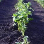 Plantar hortalizas en enero: una guía completa