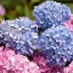 Plantar hortensias fácilmente: guía de esquejes