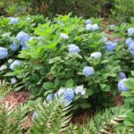 Plantar hortensias: ¿sol o sombra? Descubre la respuesta aquí