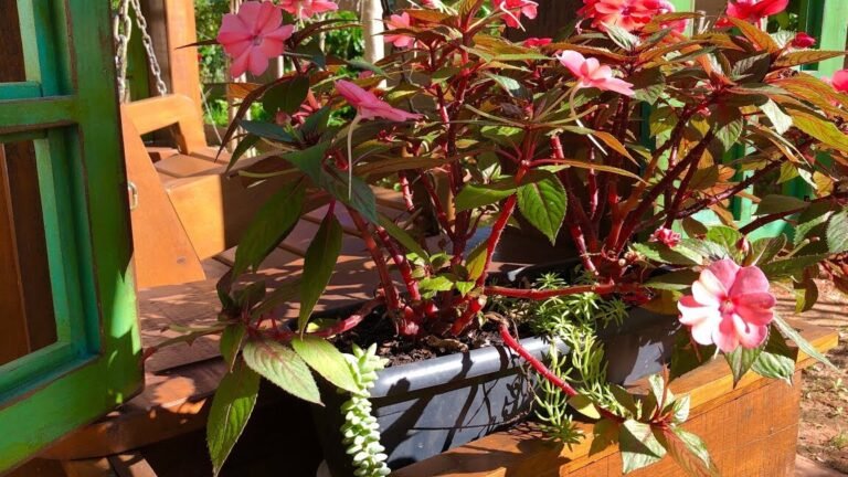 ¡Consejos para plantar impatienses en tu jardín!