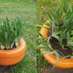 Descubre los secretos para plantar irises como un experto en un neumático reciclado pintado de naranja usado como maceta con hojas verdes en forma de espada.