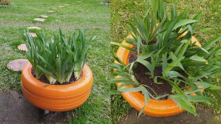Descubre los secretos para plantar irises como un experto