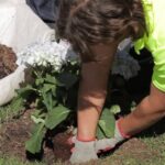 Persona plantando una planta con flores blancas en césped; Descubre qué se puede plantar en jardinería: consejos y recomendaciones.
