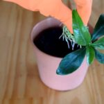 Cómo plantar jazmines y disfrutar de su dulce fragancia sujetando un esqueje enraizado listo para plantar en maceta