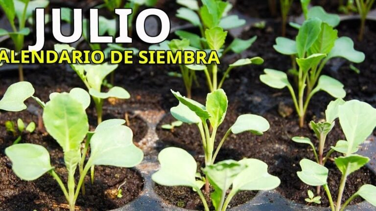 Qué se puede plantar en julio en Argentina: Guía Completa