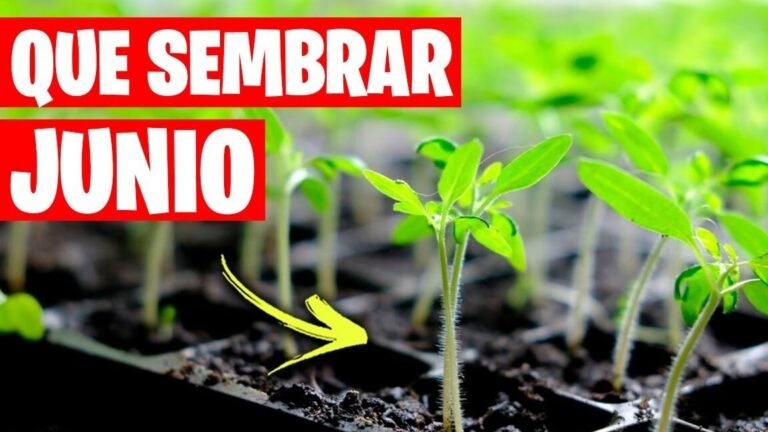 Descubre qué se puede plantar en junio para un jardín floreciente