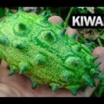 Fruta kiwano verde con espinas sostenida en una mano; ¡Descubre cómo plantar kiwanos y disfruta de tu cosecha!